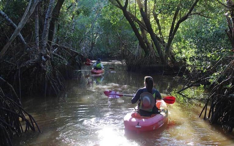 couple kayaking through swamp at everglades florida adventures
