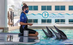 female trainer in wetsuit kneeling at edge of pool with two dolphins waiting for food at clearwater marine aquarium