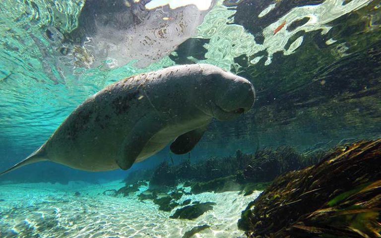 manatee in green clear spring water at everglades florida adventures