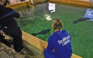 rescue worker kneels by pool with manatees at seaworld orlando