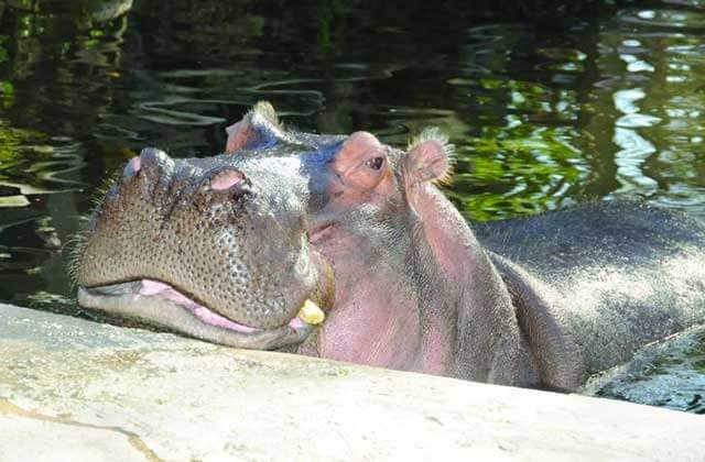 hippopotamus resting its chin on dock at homosassa springs wildlife state park