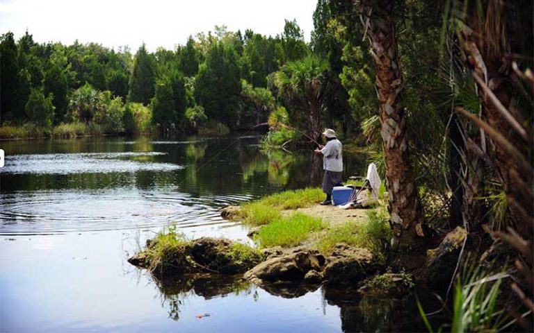 man fishing off river bank with chair and palm trees at crystal river preserve state park