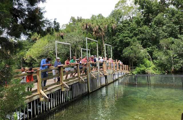 tour group watching water from bridge at homosassa springs wildlife state park