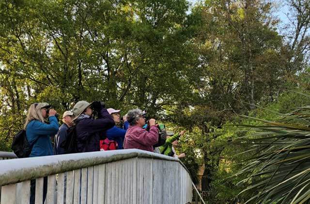 tour group with cameras and binoculars looking up at trees on bridge at homosassa springs wildlife state park