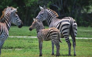 two adult zebras and a zebra foal standing in a field with trees in background at lion country safari west palm beach