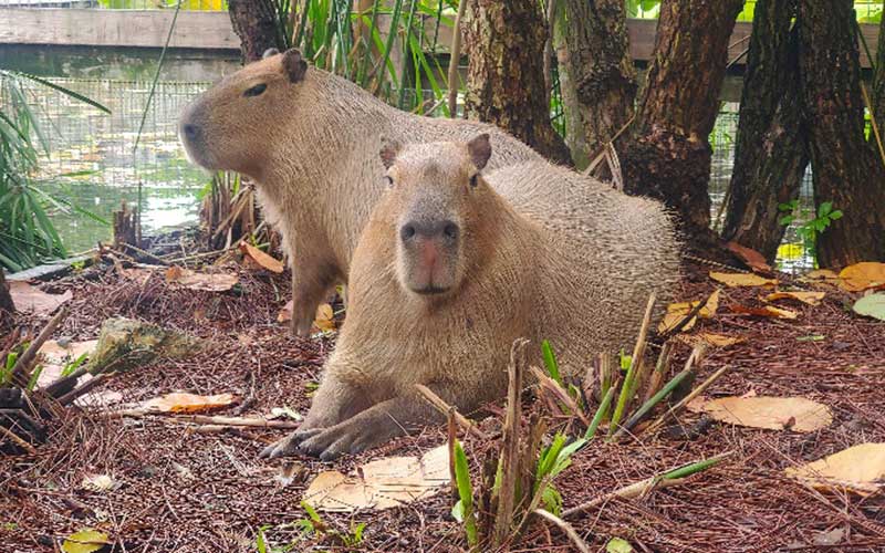 two capybaras in habitat at gatorland