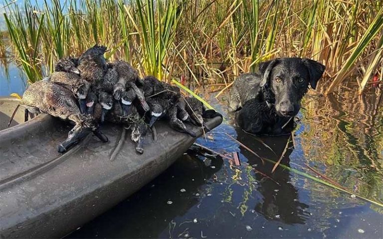 black lab in reeds and shallow water with boat with caught ducks at florida adventure outfitters miami