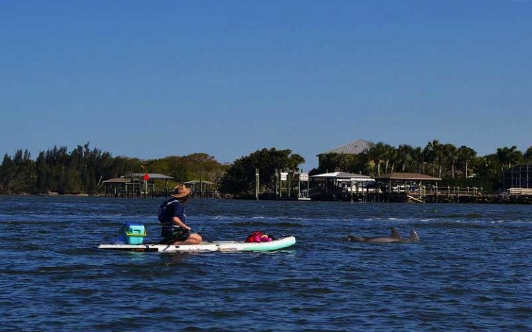 female paddleboarder on inlet with dolphins at a paddle in paradise