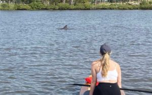lady kneeling on paddleboard looking at dolphin in inlet at three brothers boards