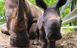 mother and baby rhino calf ruby at lion country safari for enjoy florida blog