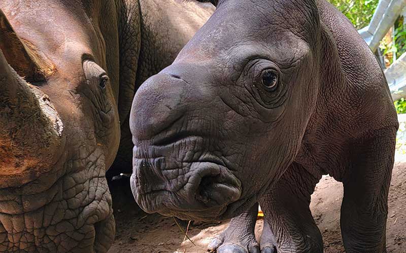 mother and baby rhino calf ruby close up at lion country safari enjoy florida blog