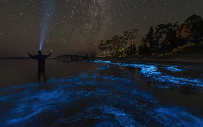 night shot with bioluminescent trails in water and man with light at a paddle in paradise