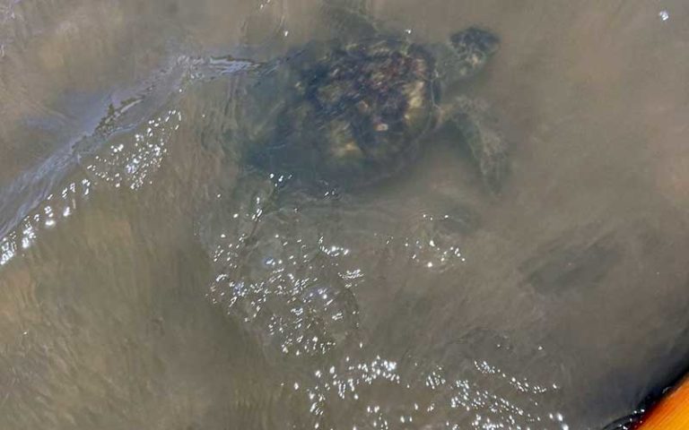 sea turtle swimming below water next to paddleboard at three brothers boards