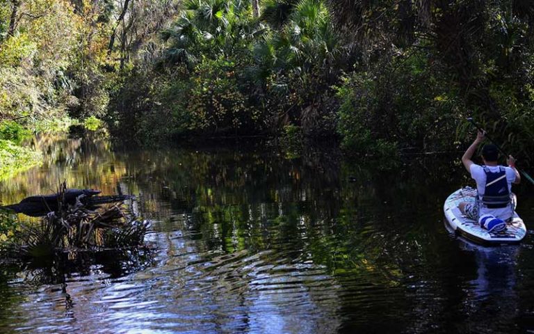 seated paddleboarder on river with gator on log at a paddle in paradise