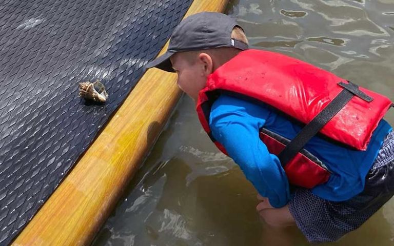 small boy in water next to board looking at shell at three brothers boards