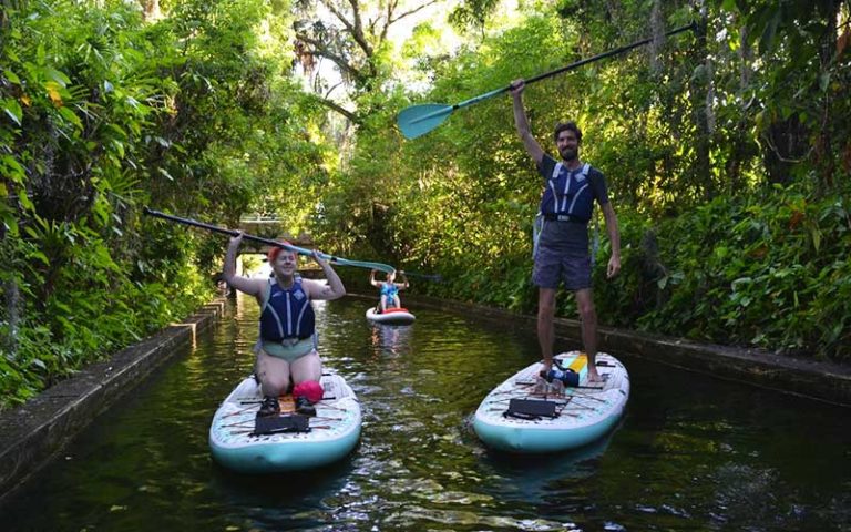 three paddleboarders floating along canal mangroves with raised paddles at a paddle in paradise