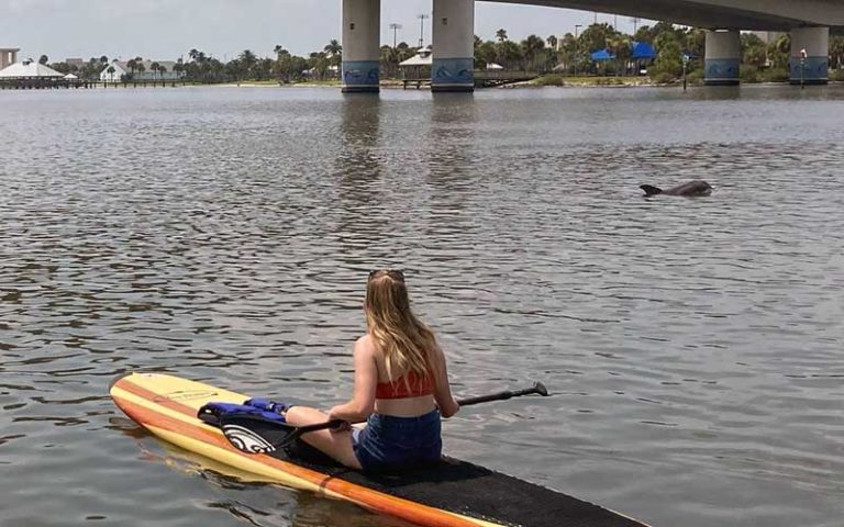 woman paddling on board sees dolphins with intracoastal bridge at three brothers boards