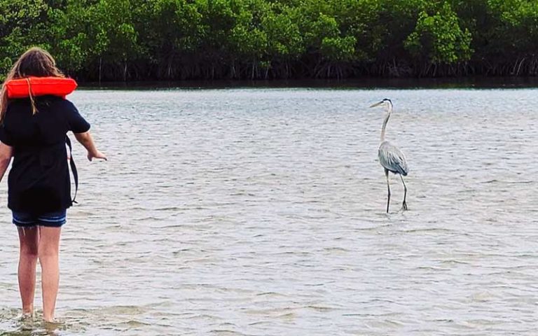 young lady wading in water with grey heron walking nearby at three brothers boards