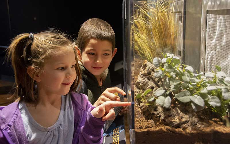 boy and girl look at terrarium at spiders alive exhibit at the florida museum gainesville