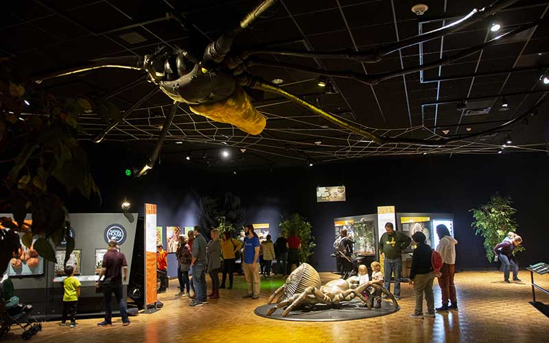 crowd in large exhibit with web and spider on ceiling at spiders alive exhibit at the florida museum gainesville