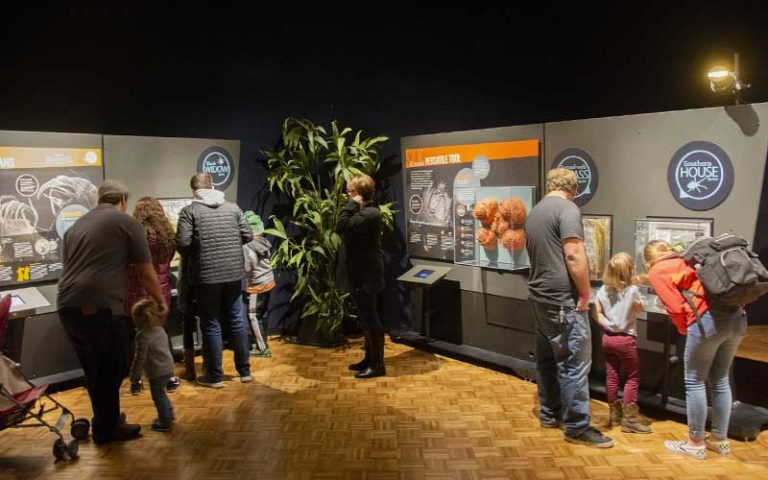 families looking at displays at spiders alive exhibit at the florida museum gainesville