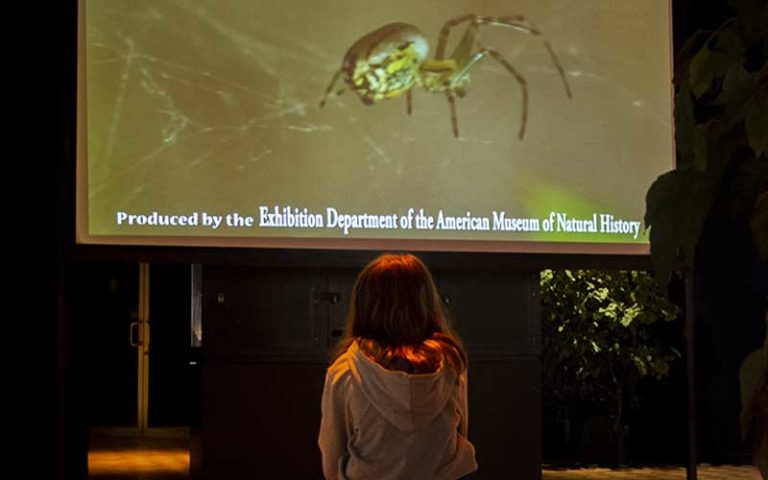 girl watches film about spiders at spiders alive exhibit at the florida museum gainesville
