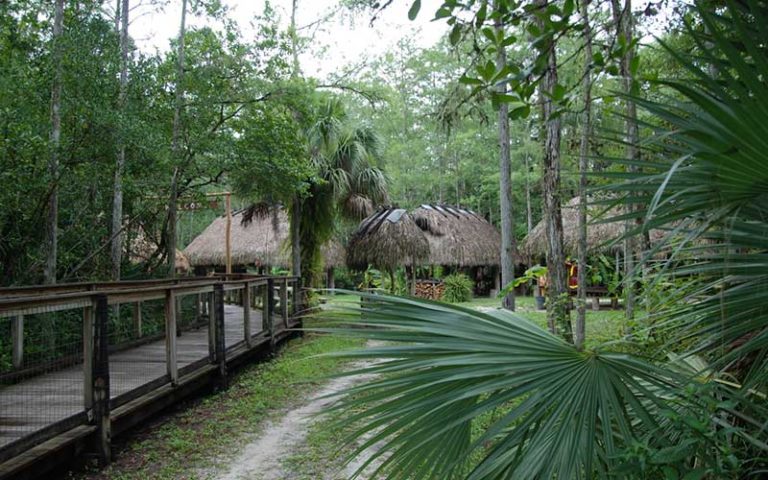 village of seminole tribe with huts and boardwalk in marsh forest at ah-tah-thi-ki museum