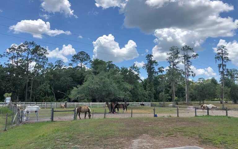 corral with different colored horses and cloudy blue sky at green lakes farm kissimmee