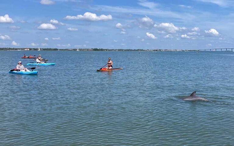 group of paddle boarders on bay with dolphins and coast and bridge at three brothers adventure tours sarasota