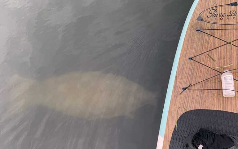 manatee in water below surface with left side of standup paddle board with logo at three brothers adventure tours sarasota