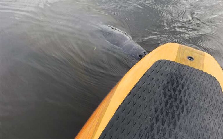 manatee showing nostrils with board at three brothers adventure tours naples
