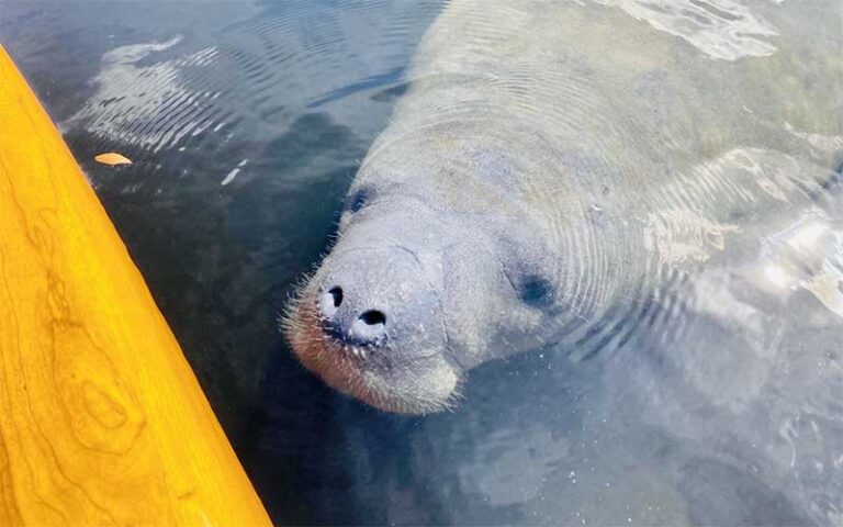 manatee with head out of water next to board at three brothers adventure tours sarasota