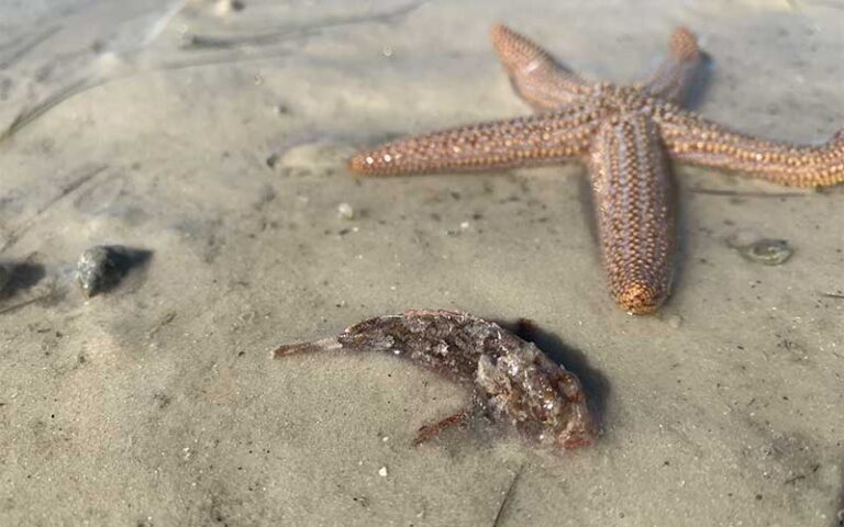 sand along beach with water and starfish and fish at three brothers adventure tours marco island
