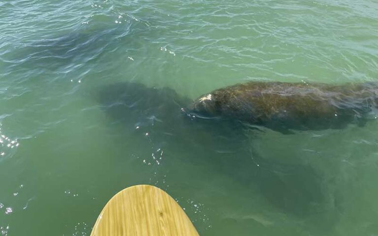 three manatees in green water one with algae and nose of board at three brothers adventure tours marco island