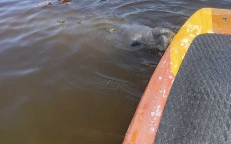 view of water with standup paddle board edge on right with manatee nose and eyes above surface against board at three brothers adventure tours cocoa beach