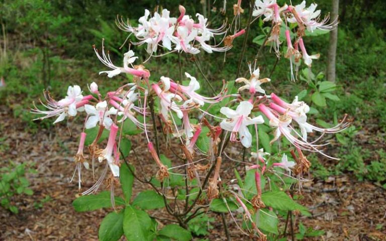 azalea flowers blooming on bush in forest area at jacksonville arboretum botanical gardens