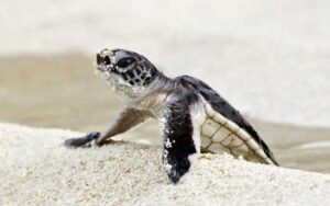 baby sea turtle in sand at sea turtle op headquarters ft lauderdale