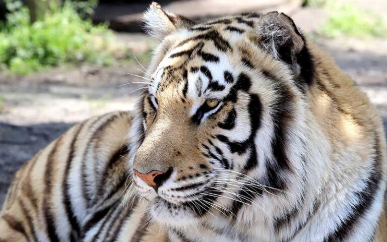 bengal tiger close up with yard background at catty shack ranch wildlife sanctuary jacksonville