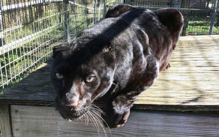 black jaguar lying on wood box in enclosure at catty shack ranch wildlife sanctuary jacksonville