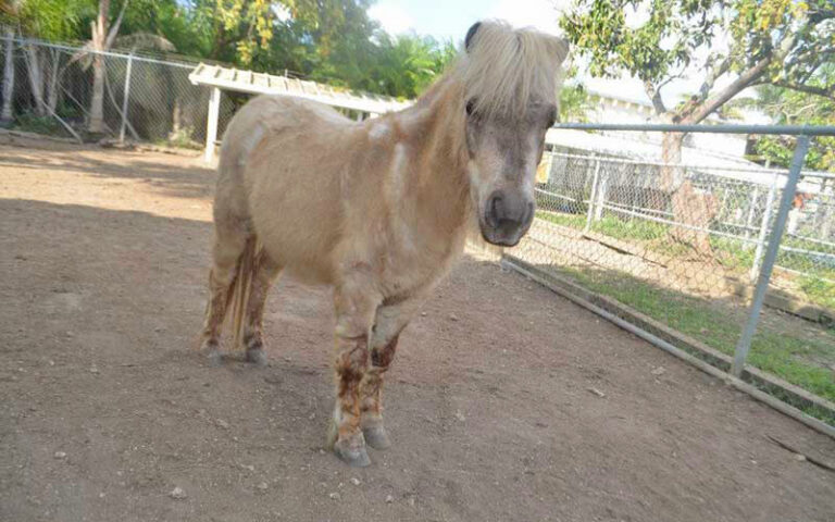 brown miniature pony in corral at pintos farm miami