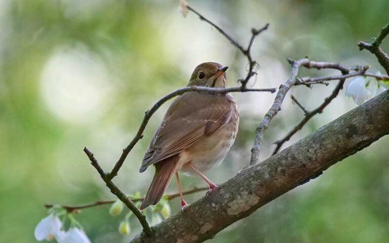 brown songbird on limb from below at jacksonville arboretum botanical gardens