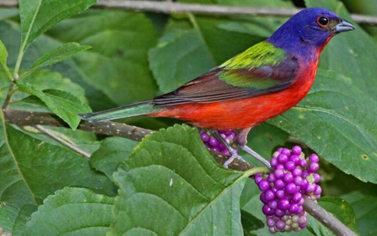 colorful bird in a shrub with berries at timucuan preserve jacksonville