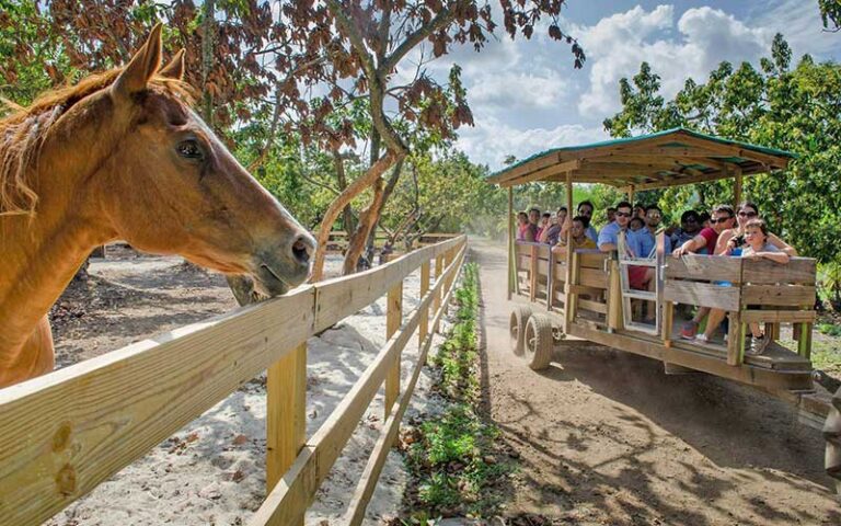horse over a fence with hay ride tour group in trailer looking on at pintos farm miami