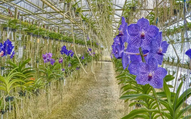 interior greenhouse area with rows of hanging plants with blue orchids at r f orchid homestead