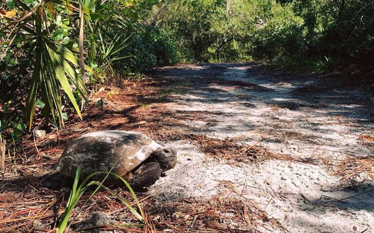 large gopher turtle in clearing forest at timucuan preserve jacksonville