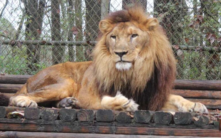 male lion lying on wood deck in enclosure at catty shack ranch wildlife sanctuary jacksonville