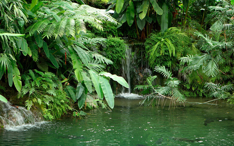 outdoor water feature with cascade on pond and lush foliage at r f orchid homestead