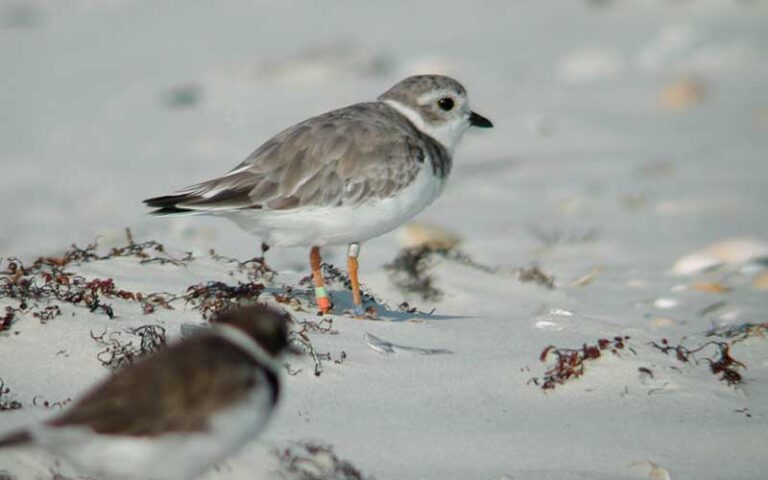 pair of sandpipers on beach at little talbot island state park jacksonville