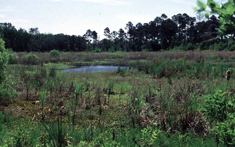 pond surrounded by tropical underbrush at timucuan preserve jacksonville