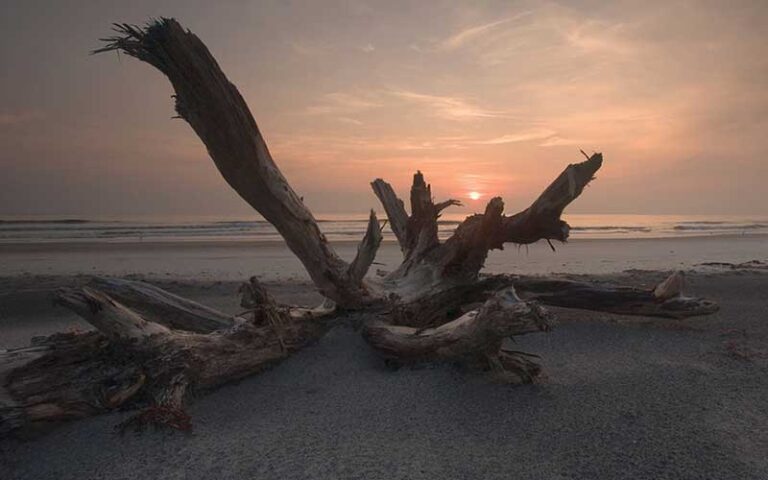 sunset through driftwood on beach at little talbot island state park jacksonville